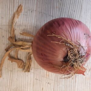 Cebolla ECO