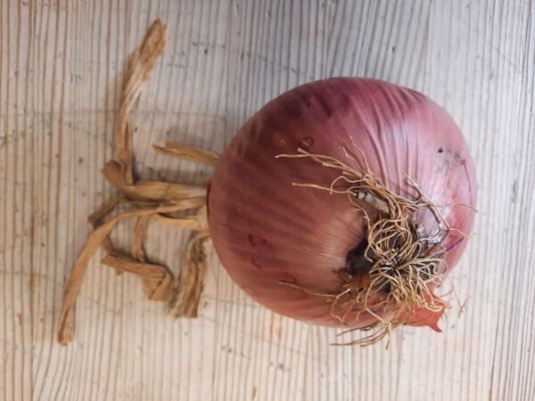Cebolla ECO