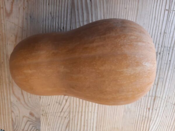 Calabaza Cacahuete